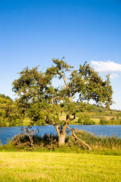 istock Apple Tree at Schalkenmehren Maar 173034491