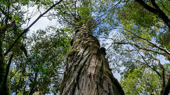 A view showcases an impressively tall tree reaching skyward, standing majestic in its natural setting.