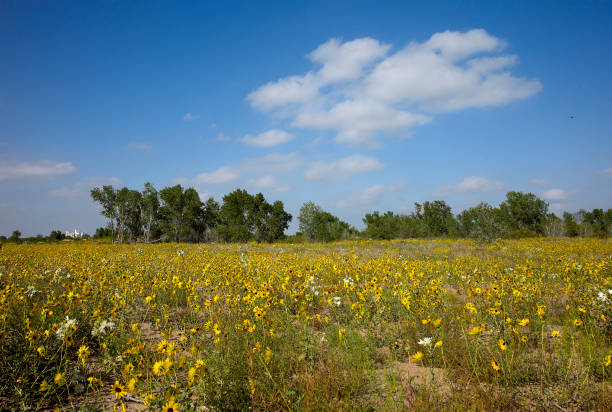 istock Field of wild flowers 173034681