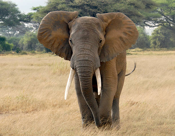 elefante africano - zanna foto e immagini stock