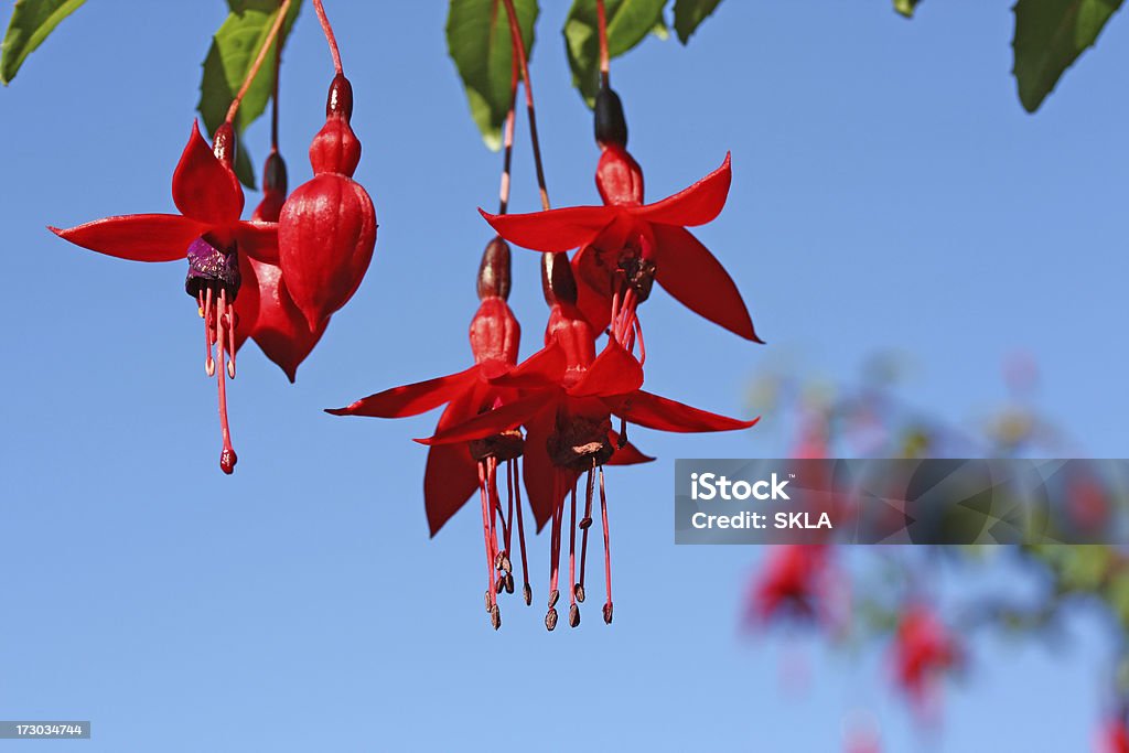 Bellissimi fiori fucsia rosso contro il cielo blu - Foto stock royalty-free di Ambientazione esterna