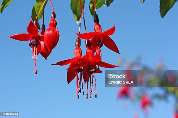 Bonito Flores Fúchsia Vermelho Contra O Céu Azul - Fotografias de stock e mais imagens de Ao Ar Livre - Ao Ar Livre, Azul, Beleza