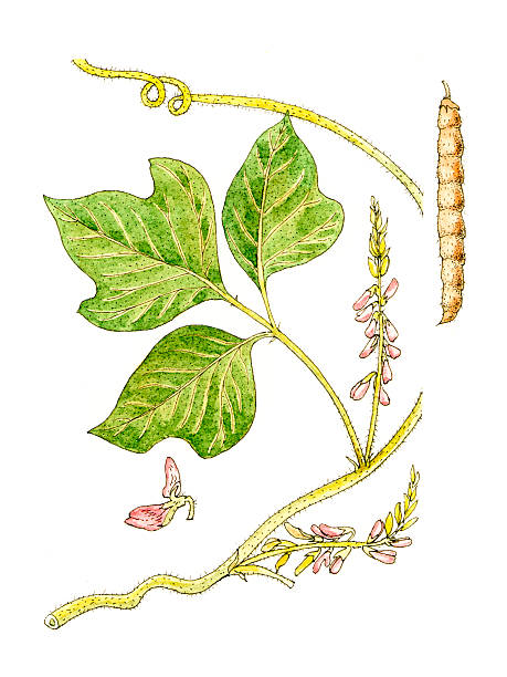 ilustraciones, imágenes clip art, dibujos animados e iconos de stock de botánico planta. - kudzu