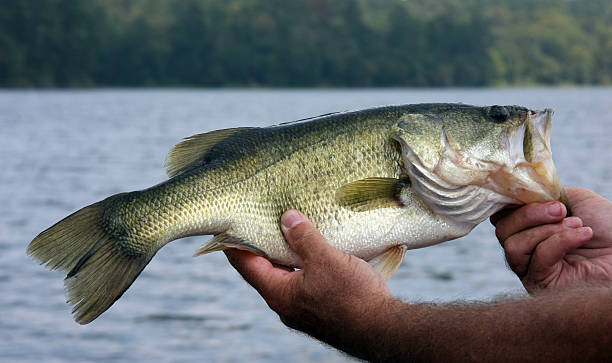 istock Large Mouth Bass 173034953
