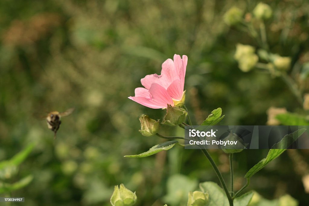 fly to flower Life of insects in heat of a summer Animal Stock Photo