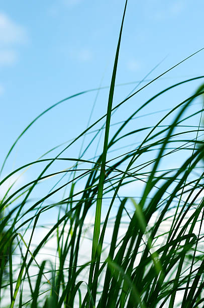 istock seagrass in the blue sky 173035042