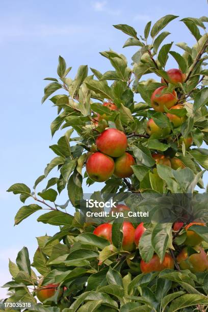 Apple Tree Orchard 30 Stock Photo - Download Image Now - Agriculture, Apple - Fruit, Apple Orchard