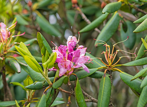 Bee Working On a Rhododendron Blossom in the Craggy Gardens on the Blue Ridge Parkway in North Carolina