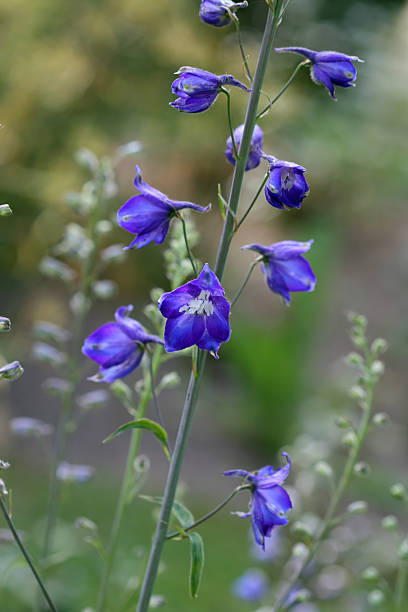 istock Delphinium flower or larkspur 173035491