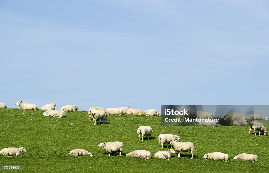 Ovelhas no Frísias Dyke (Holanda - Foto de stock de Agricultura royalty-free