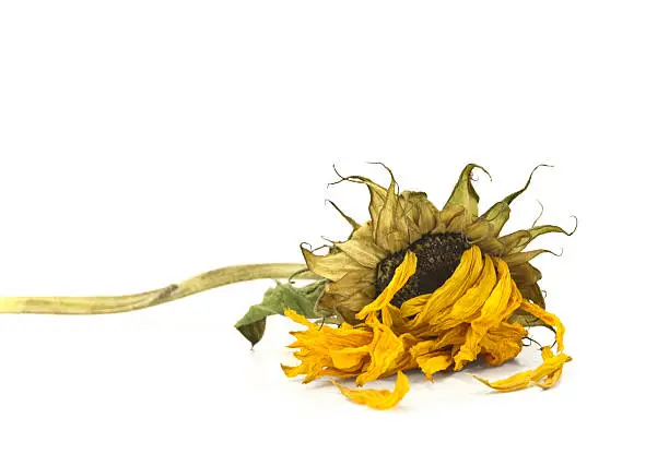 Royalty free stock photo of a dried sunflower isolated on white.