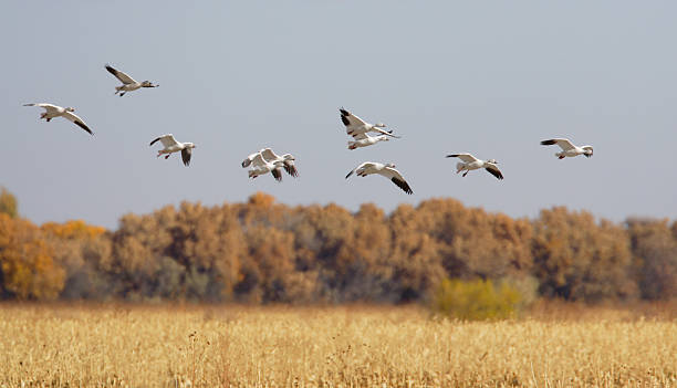 istock Snow Geese Flying Over Autumn Corn Field 173036198