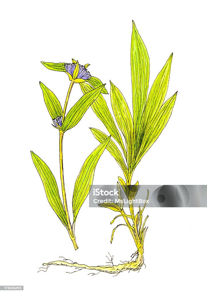 Botaniczna rośliny. - Zbiór ilustracji royalty-free (Chińskie ziołolecznictwo)