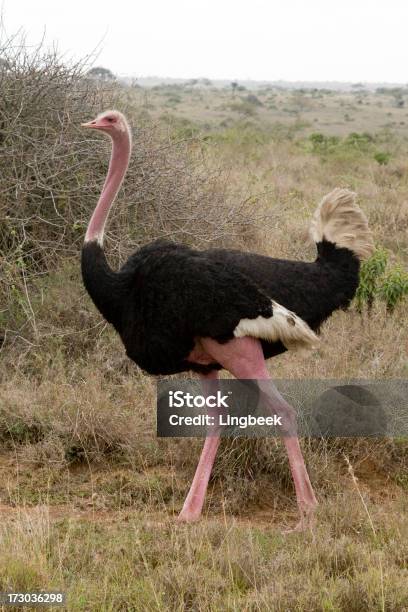 Foto de Masculino Avestruz No Quênia e mais fotos de stock de Animais Machos - Animais Machos, Avestruz, Andar