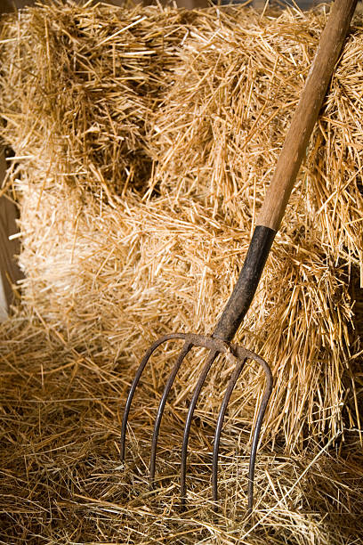 Bieldo Meme Bieldas - Banco de fotos e imágenes de stock - iStock