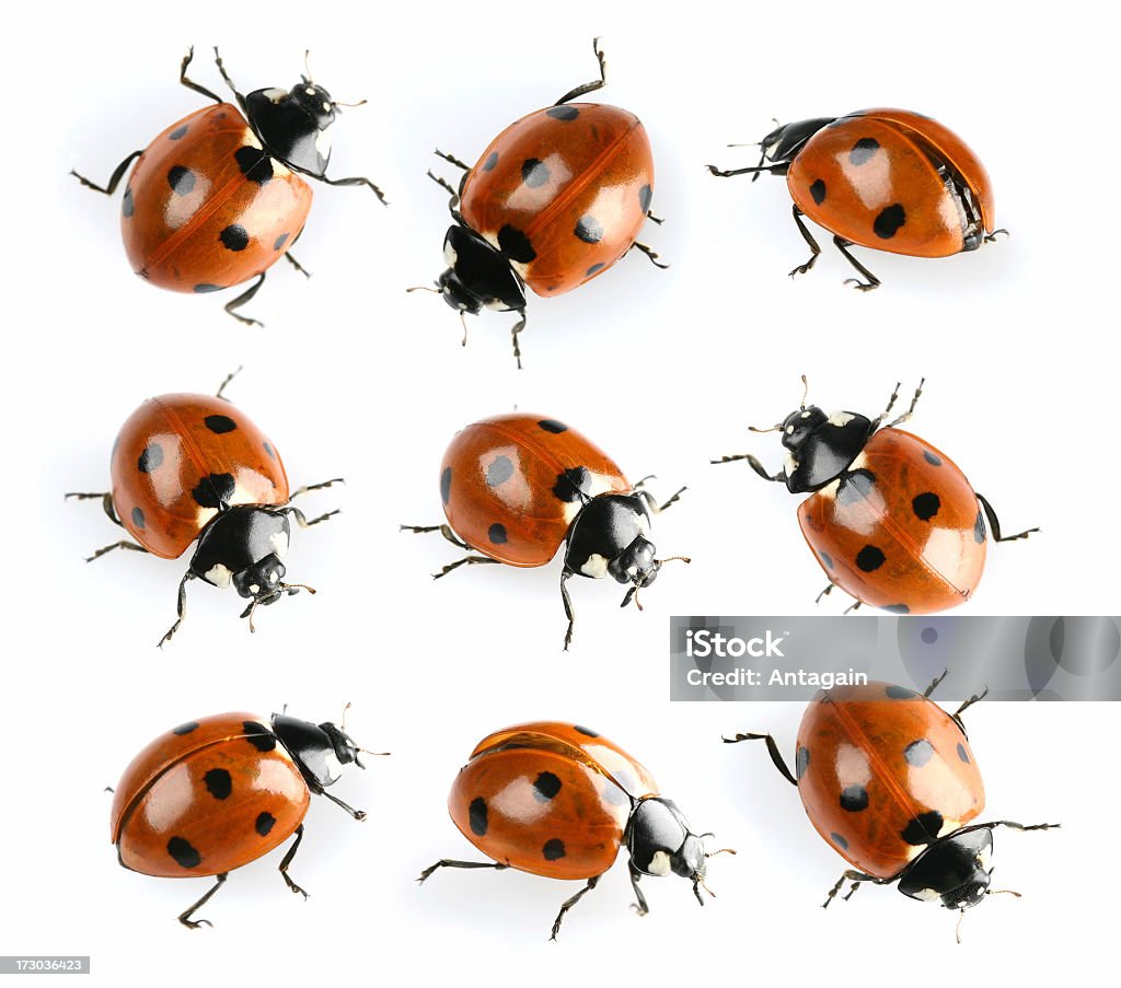 ladybugs - Foto de stock de Mariquita libre de derechos