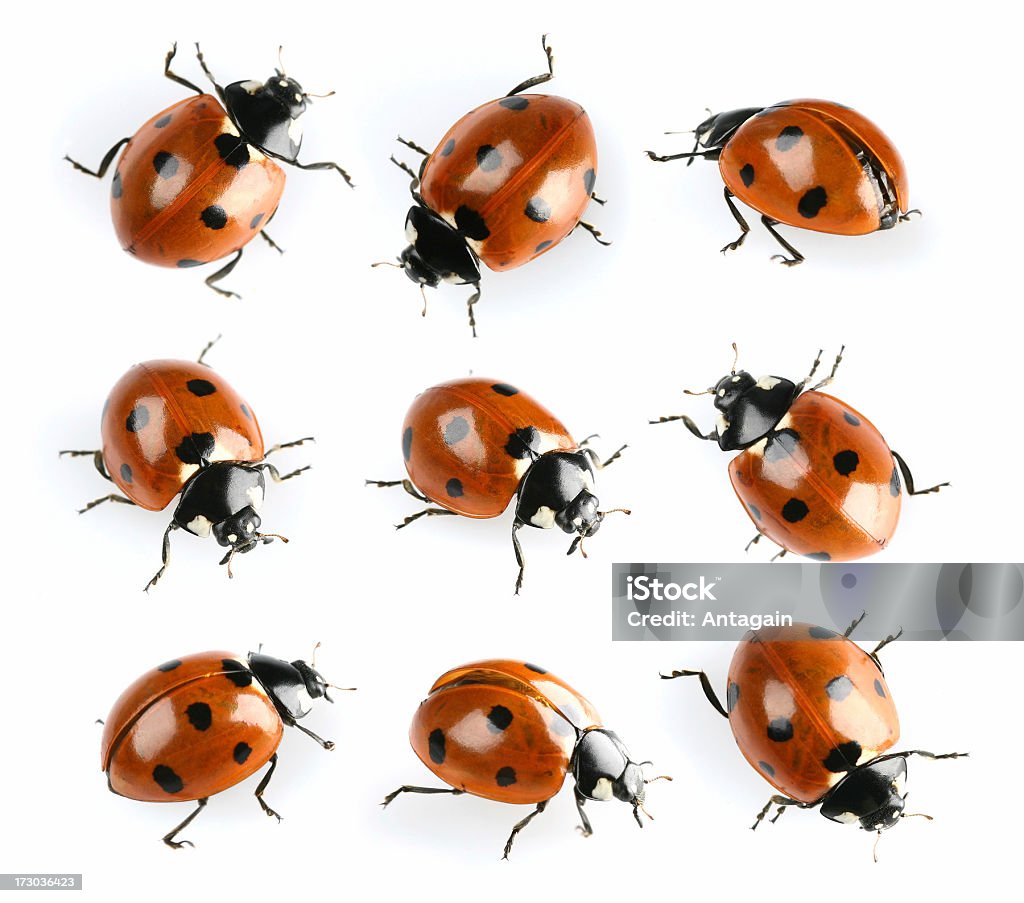 ladybugs - カットアウトのロイヤリティフリーストックフォト