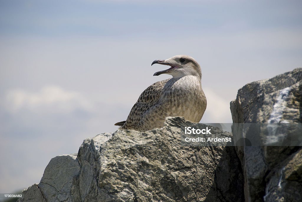 Sea Gull na rock - Zbiór zdjęć royalty-free (Plaża)