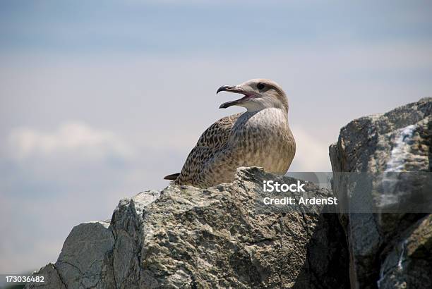 Sea Gull Na Rock - zdjęcia stockowe i więcej obrazów Plaża - Plaża, Stan Rhode Island, Bez ludzi