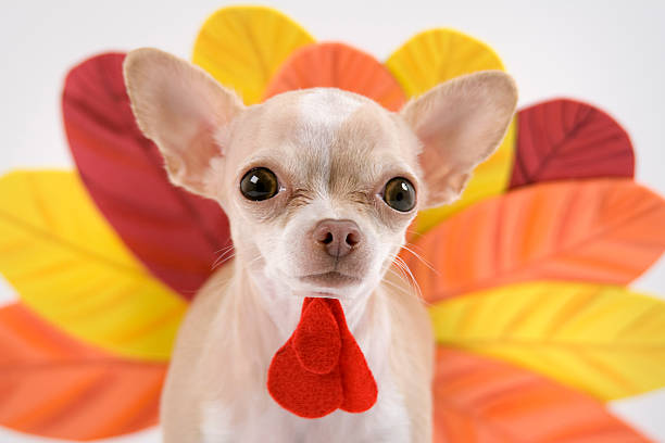 turkey little chihuahua dressing like a turkey for thanks giving funny thanksgiving stock pictures, royalty-free photos & images