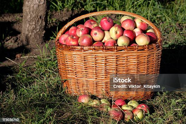 Foto de Maçã No Cesto e mais fotos de stock de Adão - Figura bíblica - Adão - Figura bíblica, Alimentação Saudável, Antioxidante