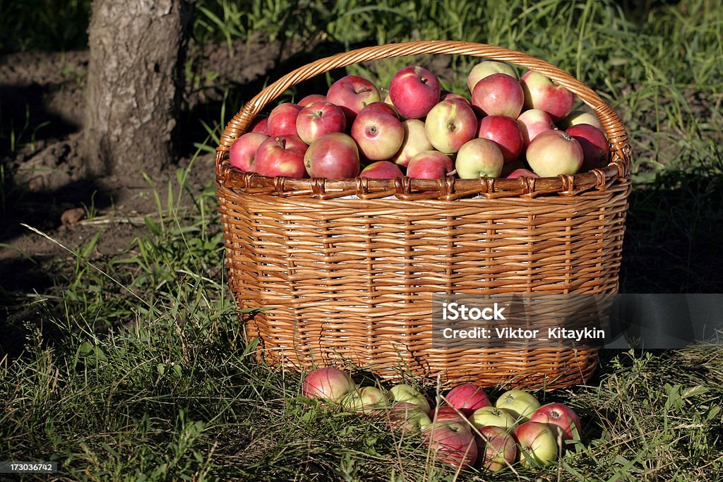 Яблоко в корзину - Стоковые фото Адам роялти-фри