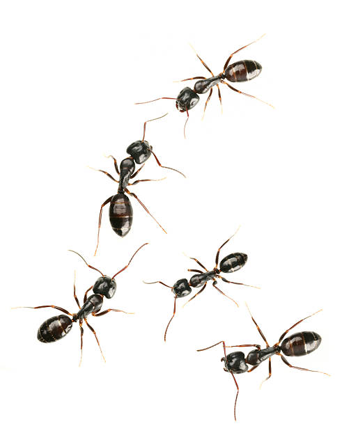 five black ants - mier stockfoto's en -beelden