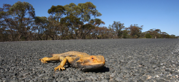 Frill neck lizard crossing a road in outback Australia