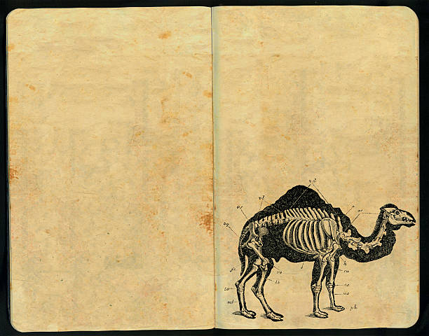 camelo morfologia caderno de esboços - anatomy sketch pad retro revival old imagens e fotografias de stock