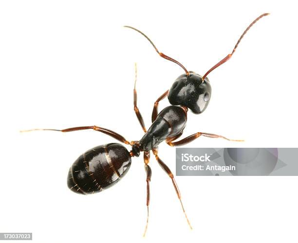 Foto de Ant e mais fotos de stock de Andar - Andar, Animal, Cor Preta