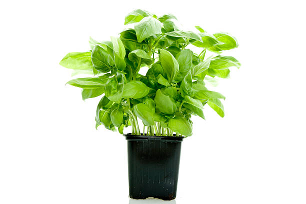 Potted basil isolated on white stock photo