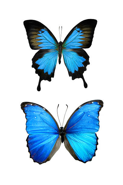 XXL 16MP - Blue Morpho and blue Ulysses butterfly. Isolated on white Background