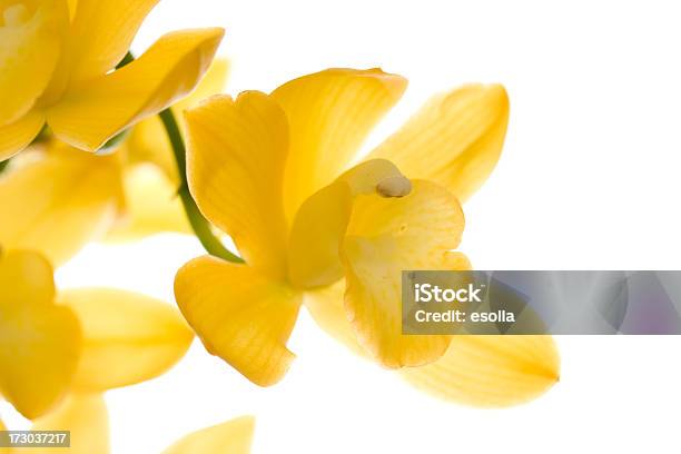Cymbidium Orchid Foto de stock y más banco de imágenes de Amarillo - Color - Amarillo - Color, Belleza de la naturaleza, Cymbidium