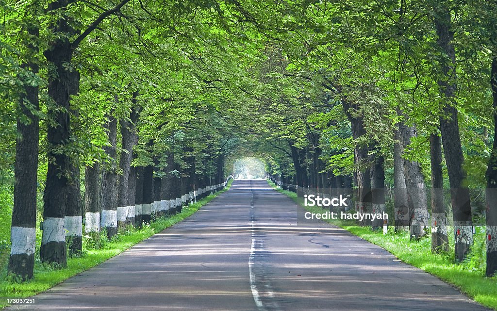 Strada nella foresta profonda - Foto stock royalty-free di Infinità