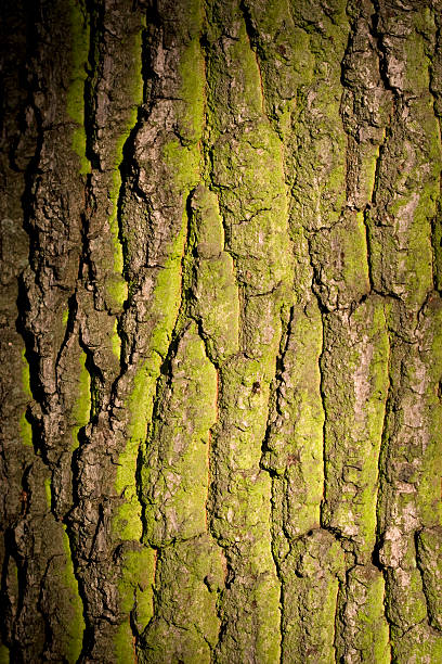 istock Textured bark detail in morning sunlight 173037324