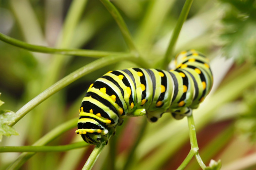 Macro shot of a colorful green and bright yellow caterpillar (Papilio polyxenes or Black Swallowtail) eating in a potted parsley plant. The vivid color of the caterpillar and the macro sharp focus of the head makes for a fantastic background wallpaper shot. - with room for type. - A great nature shot taken in the outdoors.