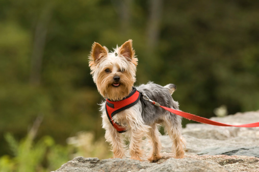 A happy little Yorkshire Terrier standing on a stone wall in Shenandoah National Park wearing a red harness with a red leash attached. Selective focus on face.