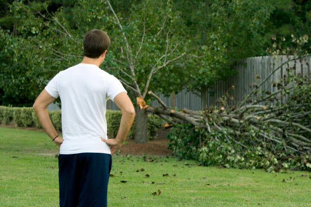 Storm Damage after a Hurricane stock photo