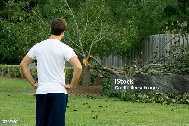 Storm Damage After A Hurricane Stock Photo - Download Image Now - Tree, Damaged, Gardening
