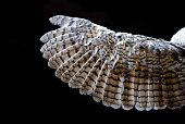 Owl's Wing... Close-up