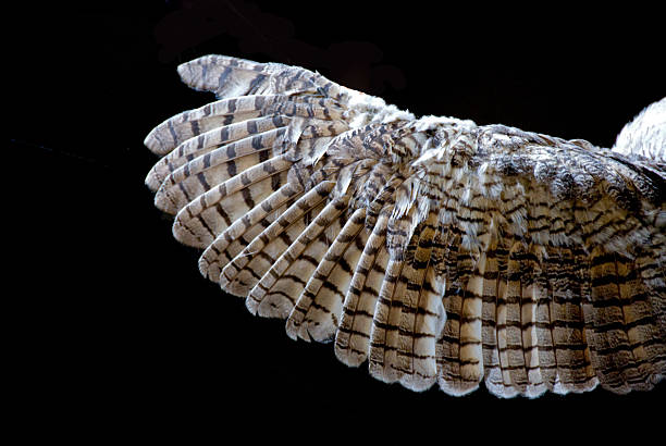 Owl's Wing... Close-up An open owl's wing with a black background... copy space. bird of prey photos stock pictures, royalty-free photos & images