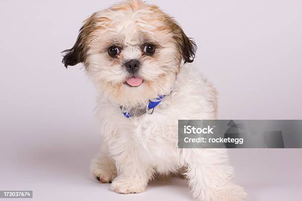 Shih Chon 강아지 갈색 눈에 대한 스톡 사진 및 기타 이미지 - 갈색 눈, 강아지-개, 강아지-어린 동물
