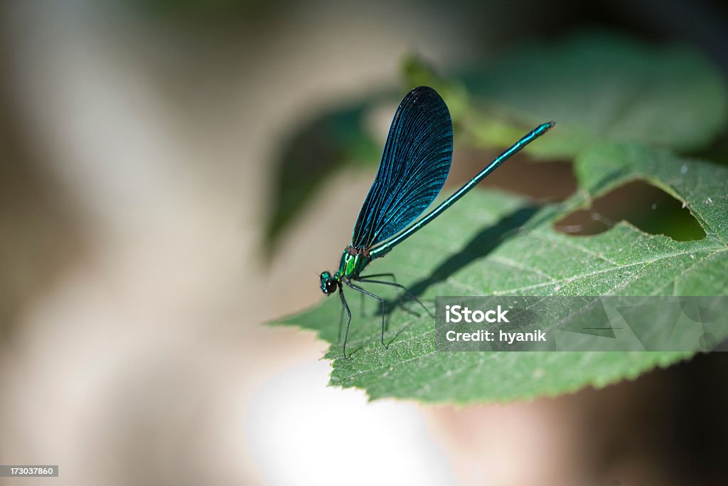 Dragonfly dragonfly on leaf. Animal Stock Photo