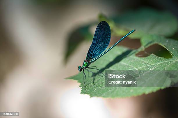 Dragonfly Stock Photo - Download Image Now - Animal, Animal Wildlife, Animals In The Wild