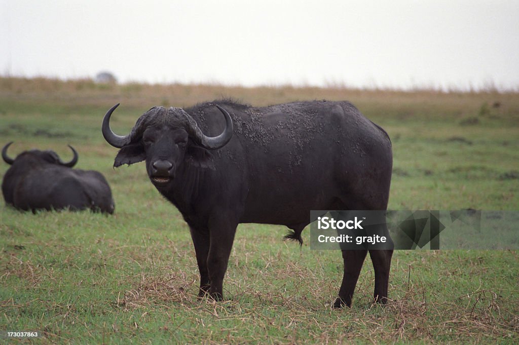 Capo di Bufalo africano - Foto stock royalty-free di Africa