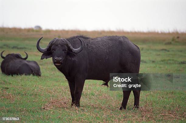 Capo Di Bufalo Africano - Fotografie stock e altre immagini di Africa - Africa, Africa meridionale, Animale da safari