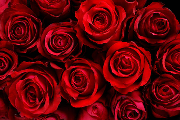 rose rosse - rose valentines day bouquet red foto e immagini stock