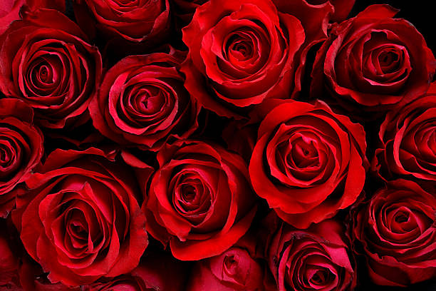 赤いバラ - dozen roses rose flower arrangement red ストックフォトと画像