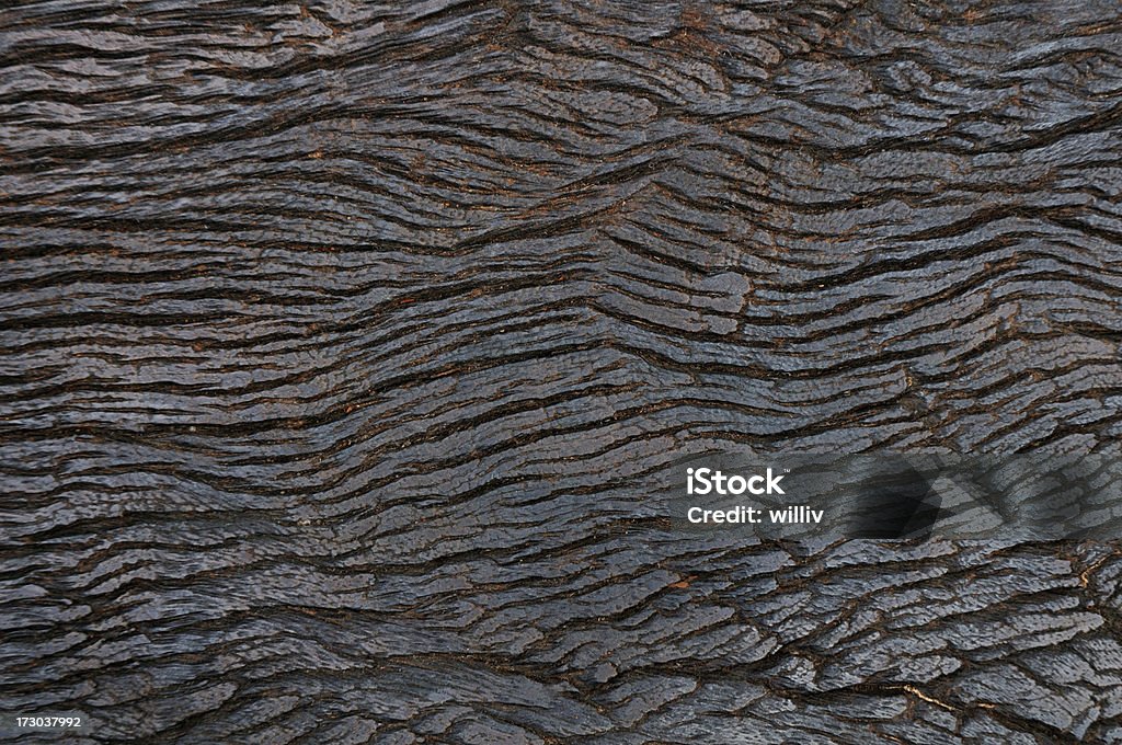 Twarde drewno Tekstura - Zbiór zdjęć royalty-free (Bez ludzi)