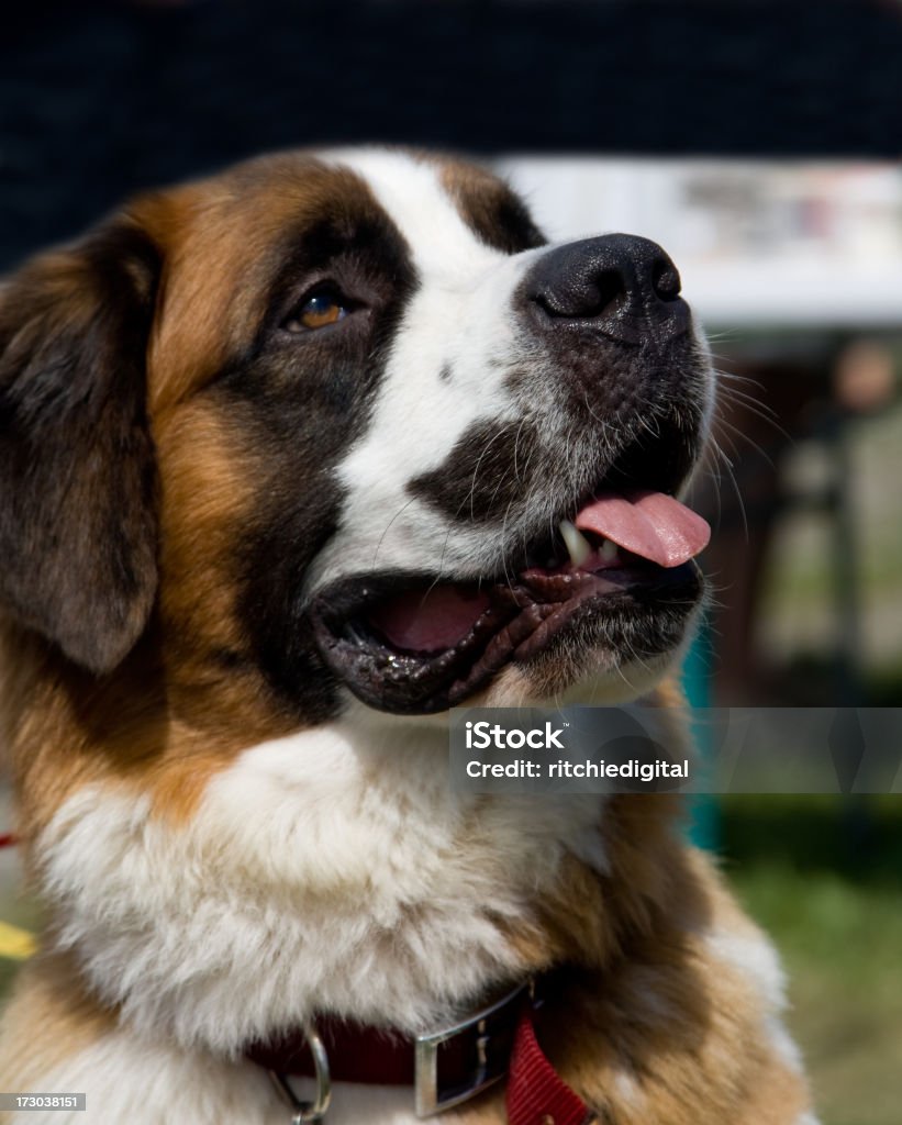 St. Bernard Puppy A Saint Bernard Puppy. Animal Stock Photo